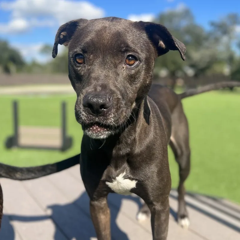 Shell Aka Cookie thumbnail 6