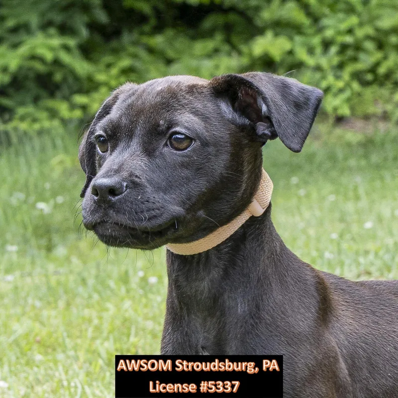 A baby medium-sized female Black Hound dog named Princess Peach for adoption in Stroudsburg, PA