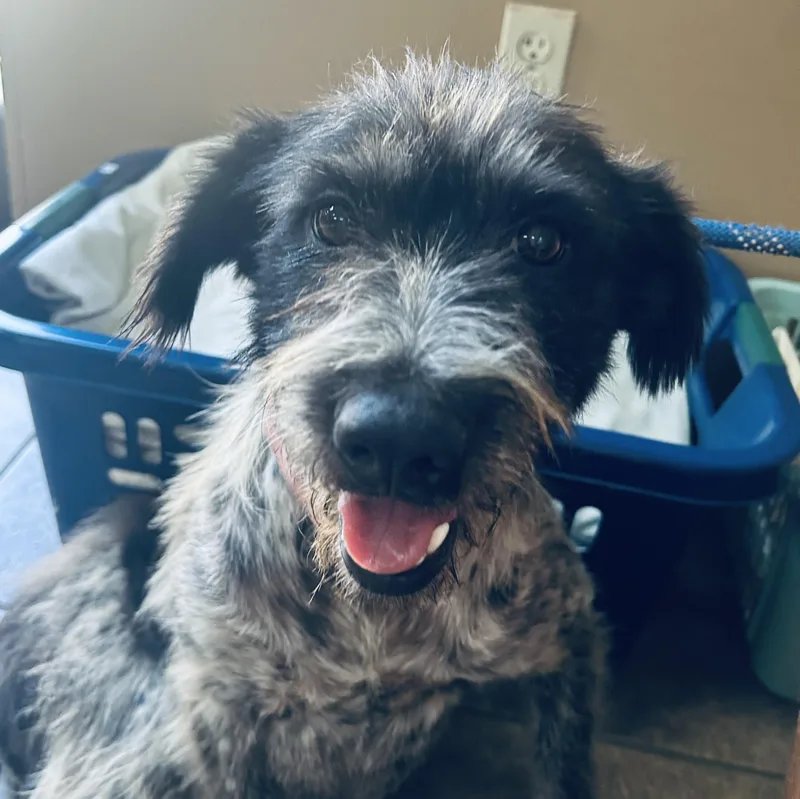 An adult medium-sized female Gray / Blue / Silver Poodle dog named Sally for adoption in Medfield, MA
