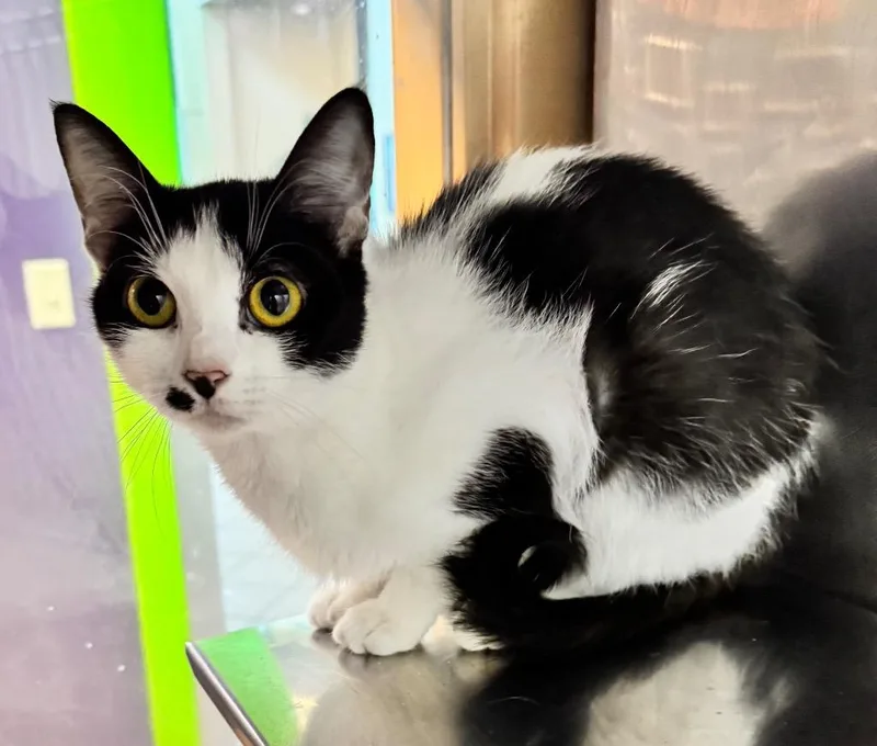 A baby medium-sized female Domestic Short Hair cat named Allspice for adoption in Little Rock, AR