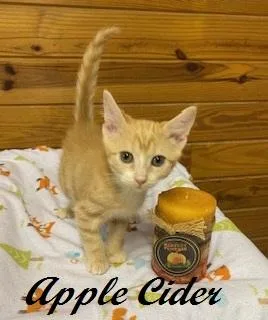 A baby medium-sized male Tabby (Orange / Red) Tabby cat named Apple Cider for adoption in Southern Pines, NC