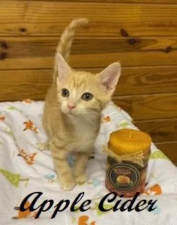 Apple Cider thumbnail 2