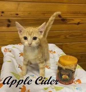 Apple Cider thumbnail 3