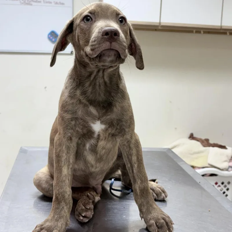 A baby small-sized male Brindle Mixed Breed dog named Argos for adoption in Tyler, TX