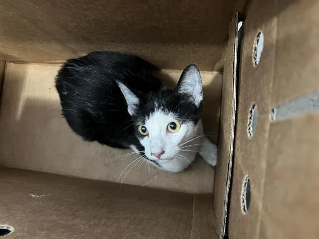 A young medium-sized male Domestic Medium Hair cat named Max for adoption in Dallas, TX