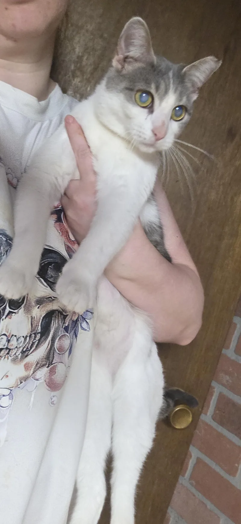 An adult medium-sized female Gray & White Domestic Short Hair cat named December for adoption in Evansville, IN