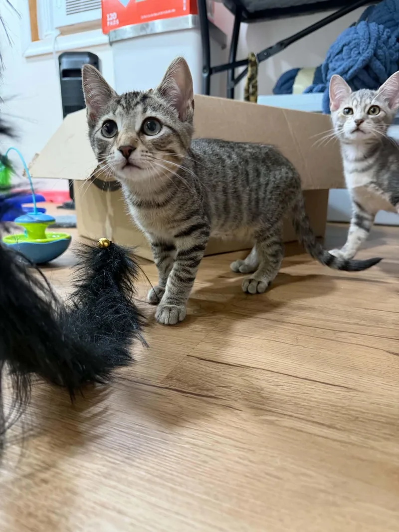 A baby medium-sized male Domestic Short Hair cat named Lugnut  Willow Grove for adoption in Greenville, DE