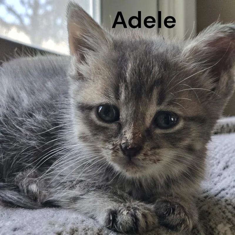 A baby medium-sized female Tabby (Gray / Blue / Silver) Tabby cat named Adele for adoption in Weems, VA