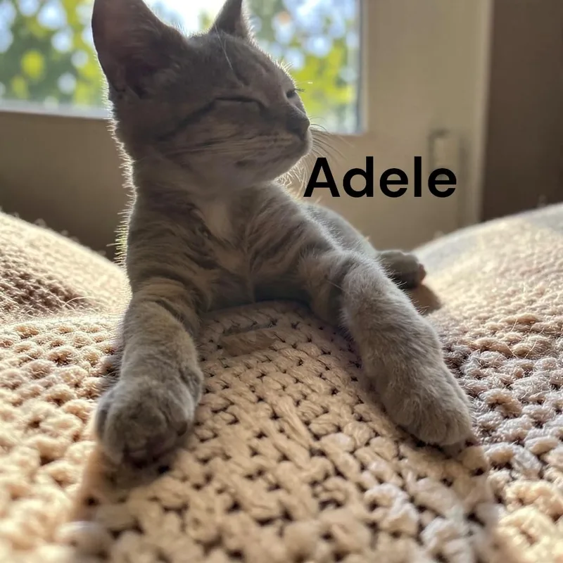 Adele thumbnail 2