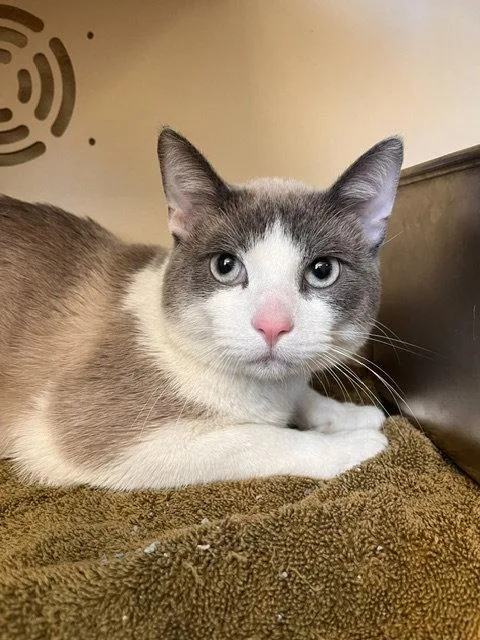 An adult medium-sized male Gray & White Domestic Short Hair cat named Tony for adoption in Webster, WI
