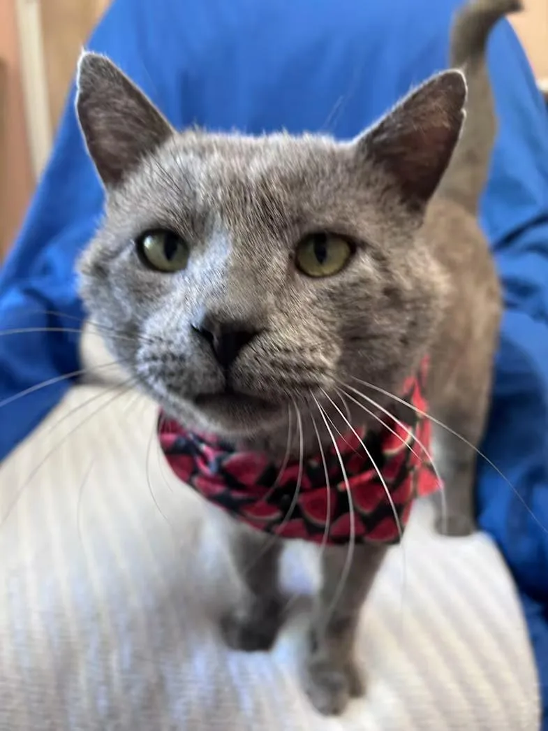 An adult large-sized male Gray / Blue / Silver Domestic Short Hair cat named Mr. Electric Blue for adoption in Greensboro, NC