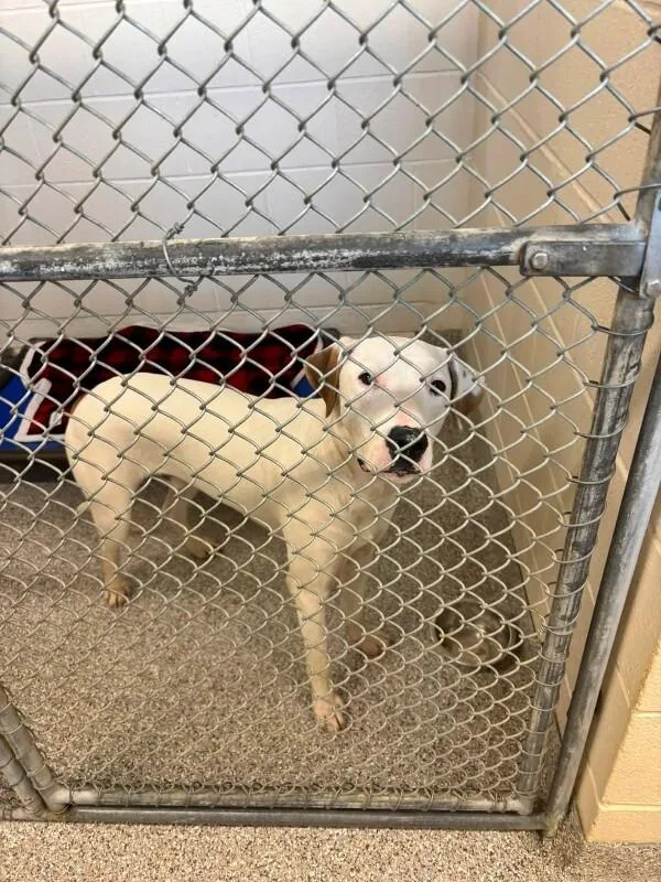 A young large-sized male White / Cream Pit Bull Terrier dog named Whitey for adoption in Georgetown, OH