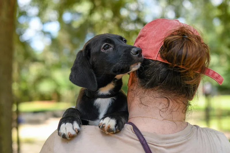 A baby medium-sized female Black Mixed Breed dog named Demi for adoption in BONIFAY, FL