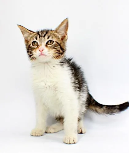 A baby small-sized male Domestic Short Hair cat named Uno for adoption in Morton Grove, IL