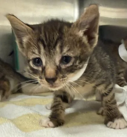 A baby small-sized female Domestic Short Hair cat named Brooke for adoption in Honolulu, HI