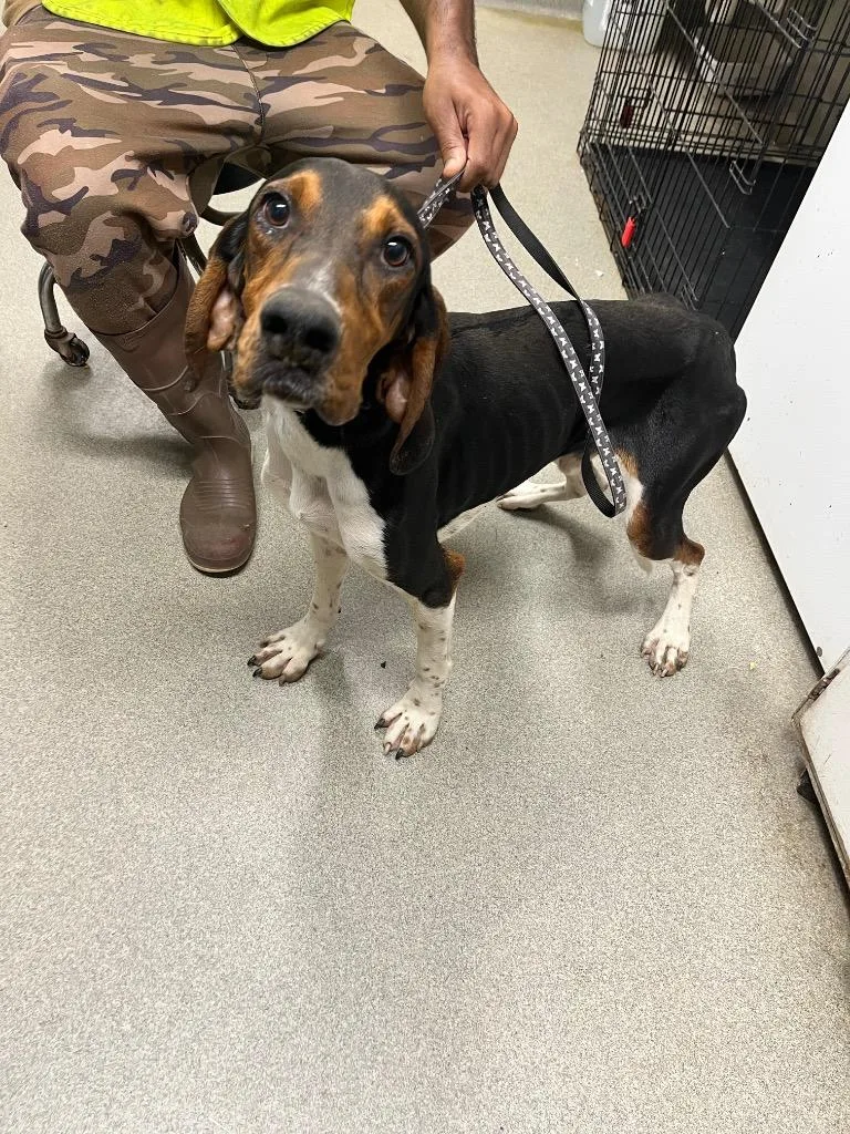 Roscoe thumbnail 2