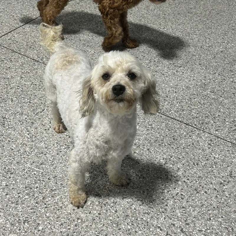An adult small-sized female White / Cream Havanese dog named Bailey. for adoption in Antwerp, OH