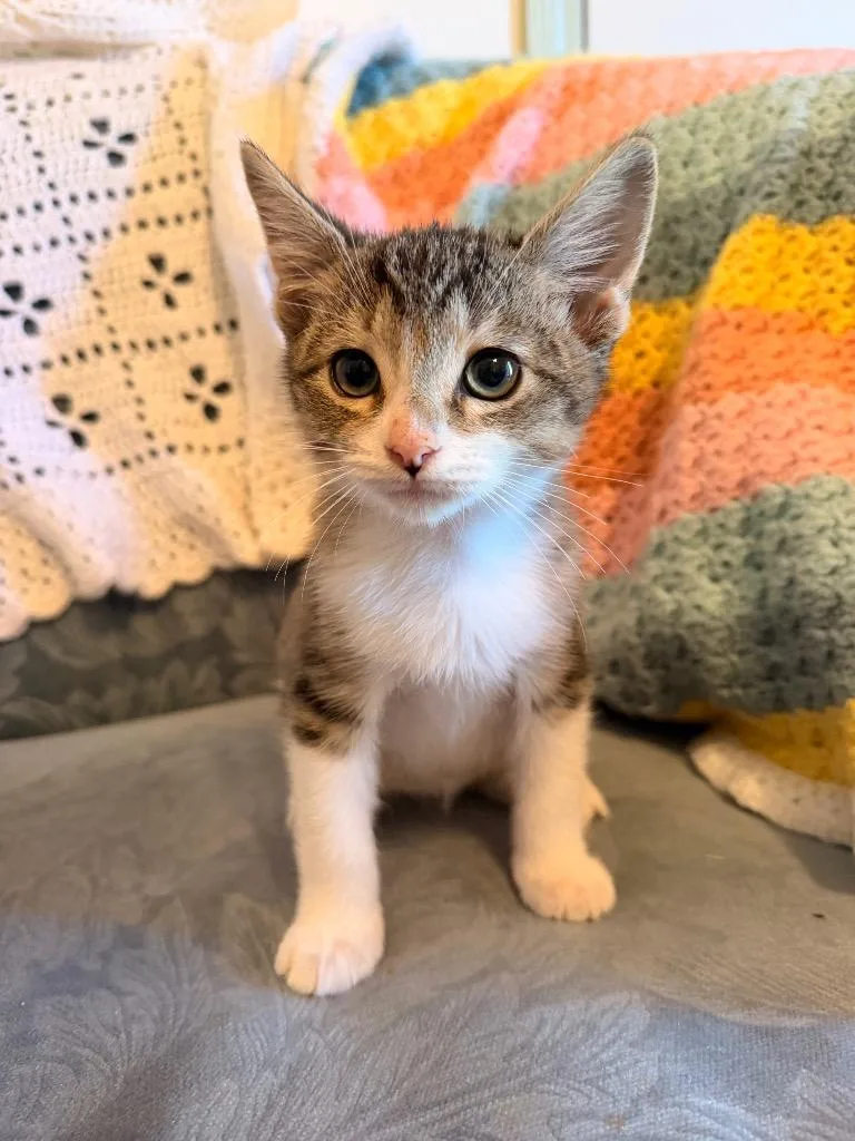 A baby small-sized male Domestic Short Hair cat named Shein for adoption in Newnan, GA