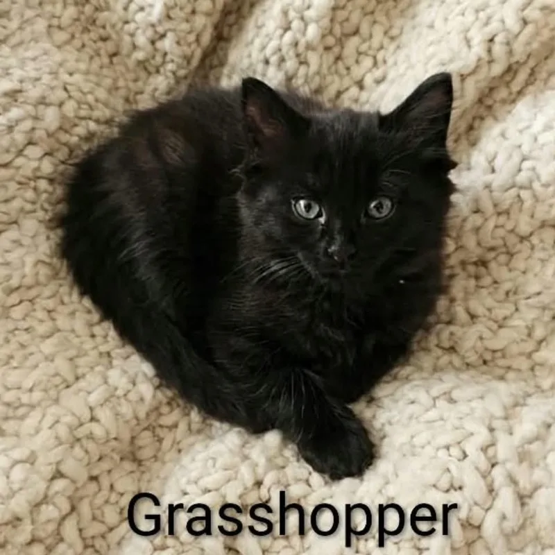 A baby medium-sized female Black Domestic Long Hair cat named Grasshoppper for adoption in Wyandotte, MI