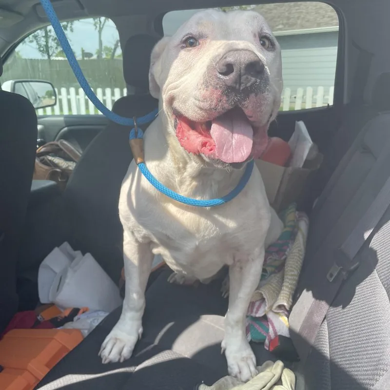 A senior large-sized male White / Cream Mixed Breed dog named Ricky for adoption in Dickinson, TX