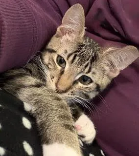 A baby large-sized male Gray / Blue / Silver Tabby cat named Little Baby for adoption in Lafayette, LA