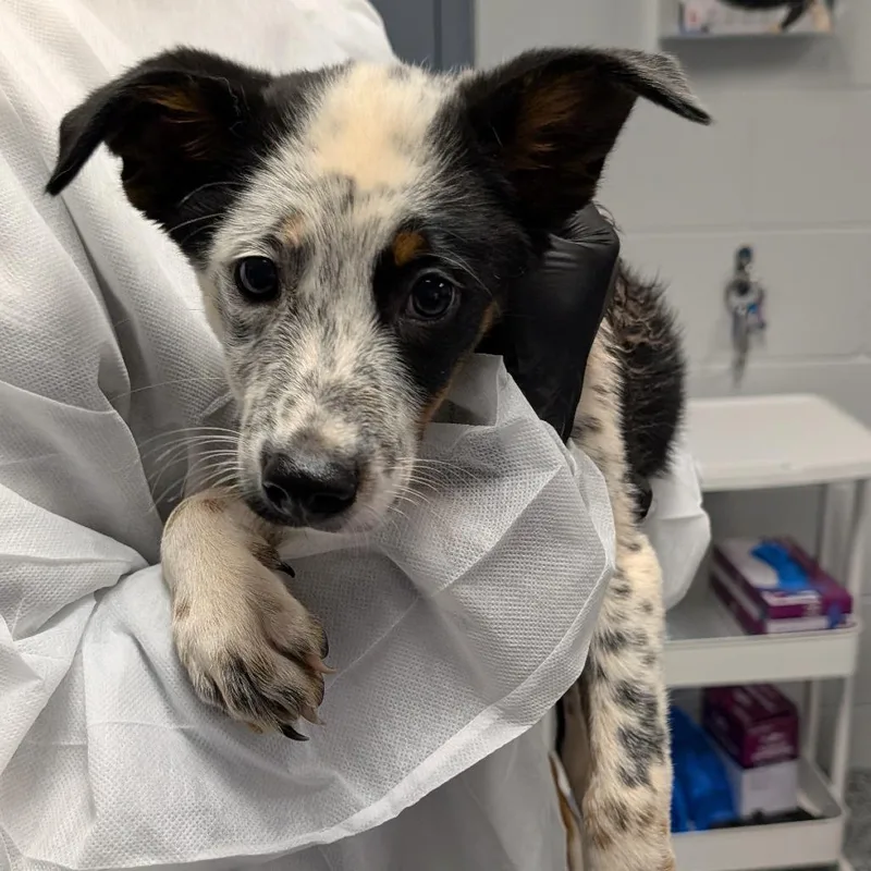 A baby medium-sized male Black Mixed Breed dog named Champ for adoption in Greenville, SC