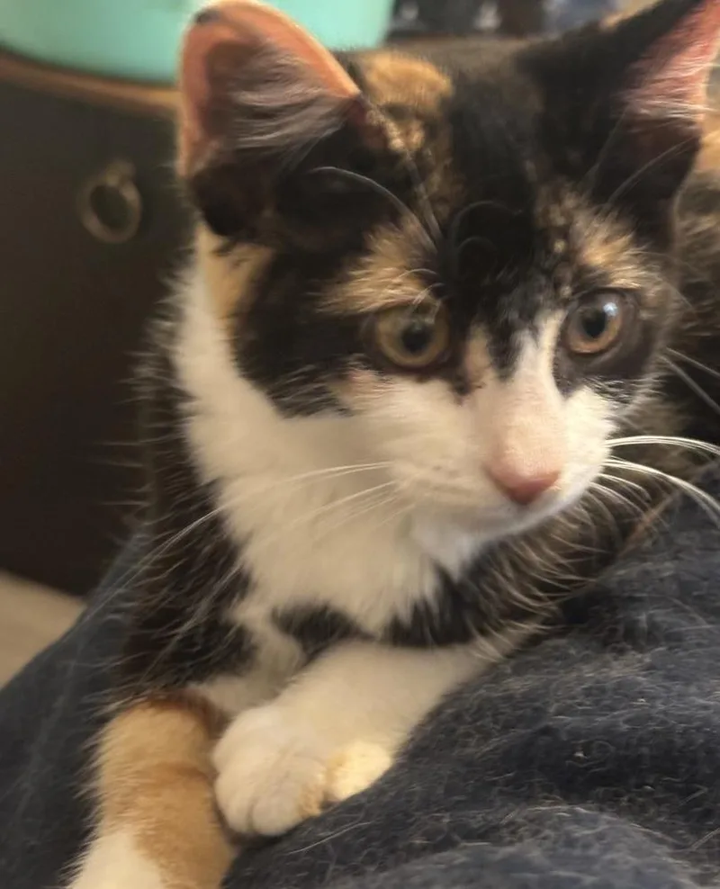 A baby small-sized female Domestic Short Hair cat named Pop Rocks for adoption in Greensboro, NC