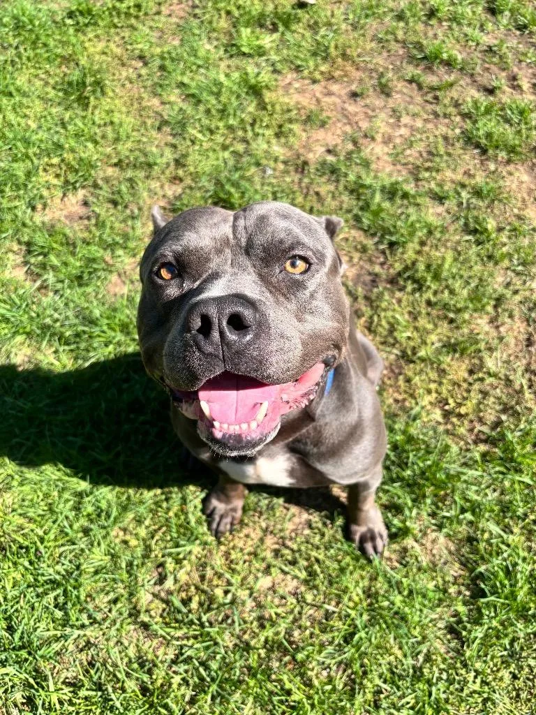 A young large-sized male American Bulldog dog named Hippo for adoption in Muskegon, MI