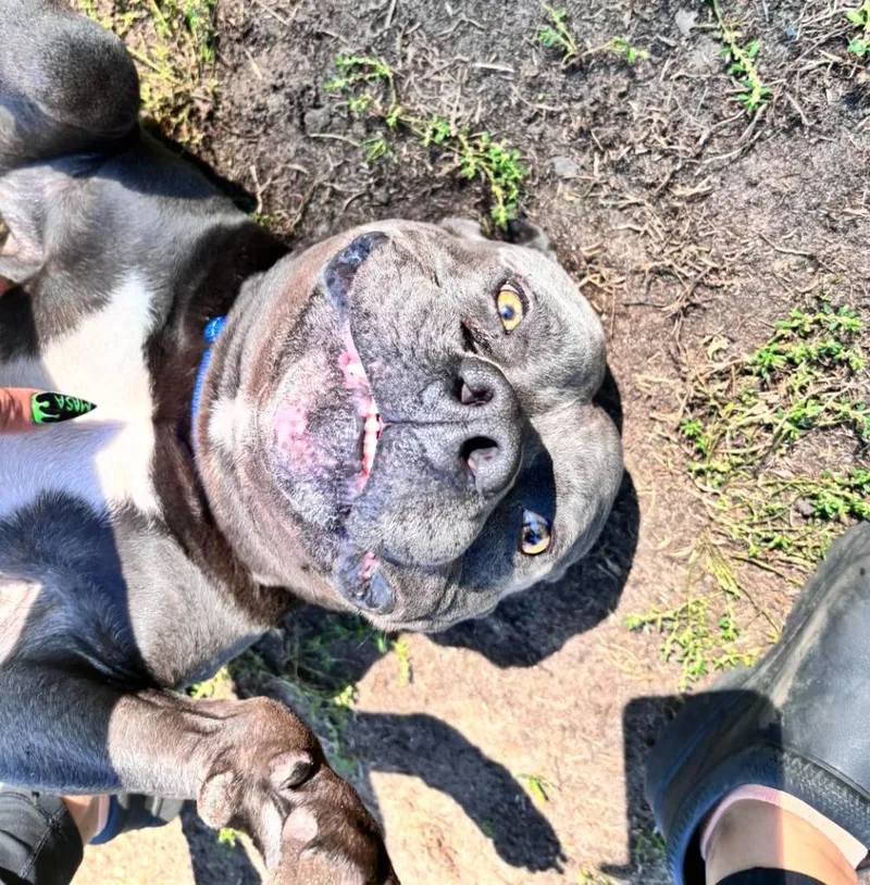 Hippo thumbnail 3