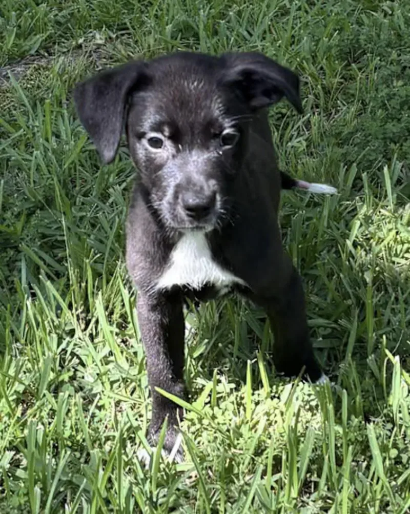 A baby medium-sized male Black Labrador Retriever dog named Streak for adoption in Watertown, CT