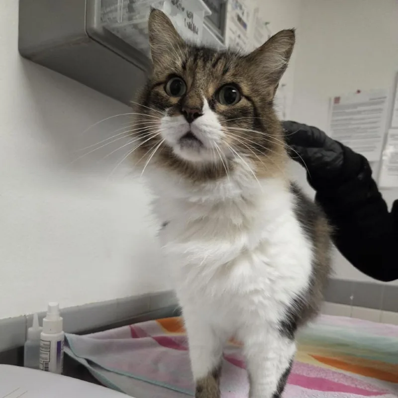 An adult large-sized male Domestic Medium Hair cat named Skooter for adoption in Austin, TX