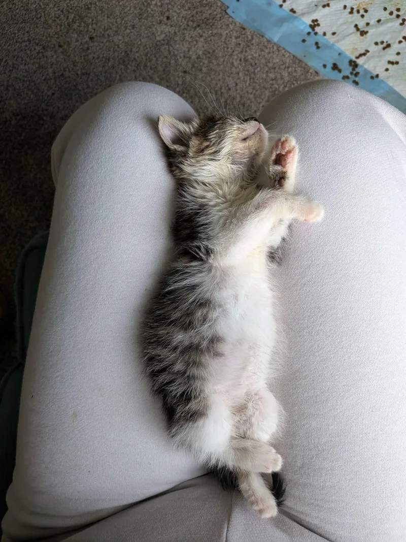 A baby small-sized female Domestic Short Hair cat named Purpura for adoption in Milwaukee, WI