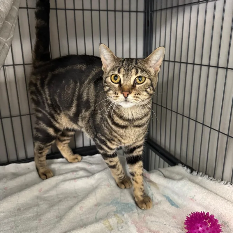 Magnolia thumbnail 2