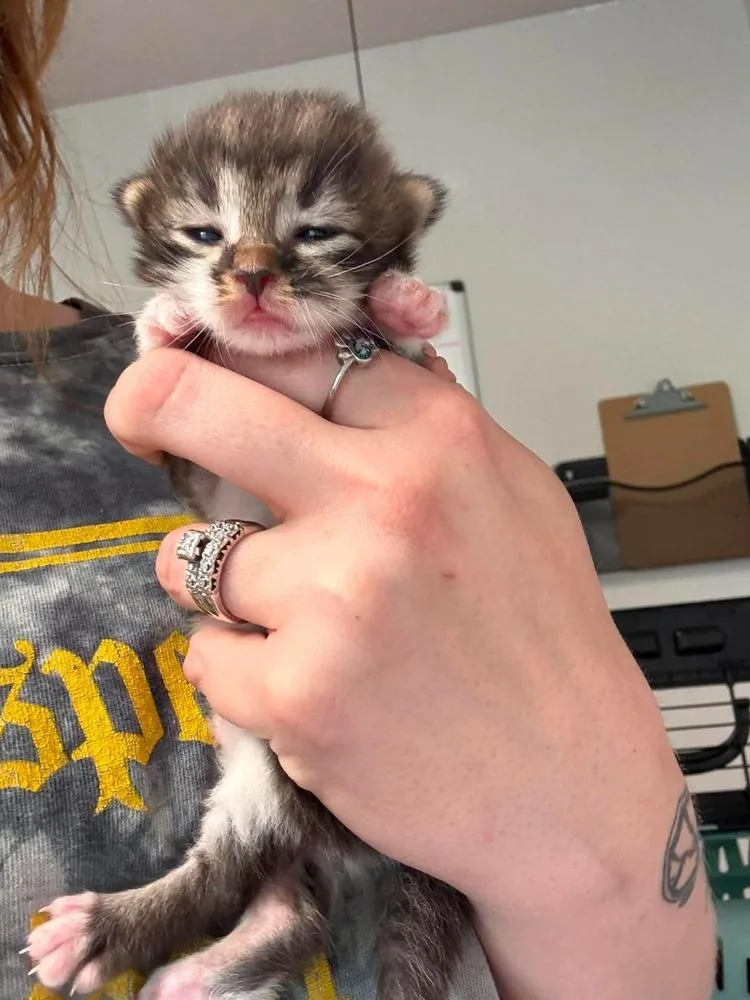 A baby medium-sized female Domestic Short Hair cat named Silver for adoption in Bolivar, MO