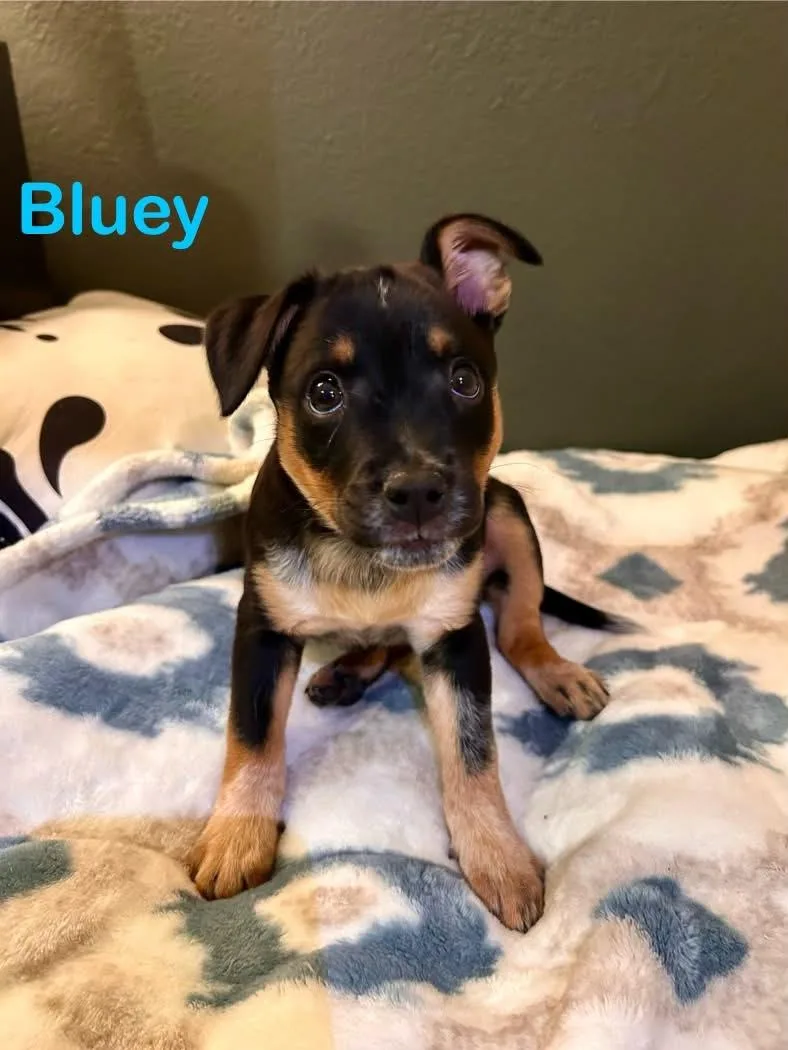 A baby medium-sized female Australian Cattle Dog / Blue Heeler dog named Bluey for adoption in Las Vegas, NV