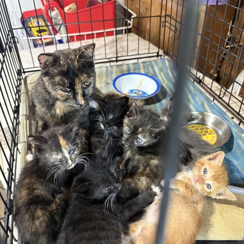 A baby small-sized female Tortoiseshell Domestic Short Hair cat named Hopper C for adoption in Princeton, MN