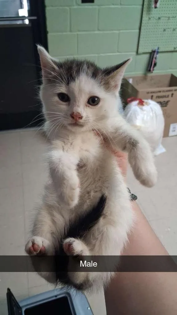 A baby small-sized male Domestic Short Hair cat named Squiggle for adoption in Burnsville, NC