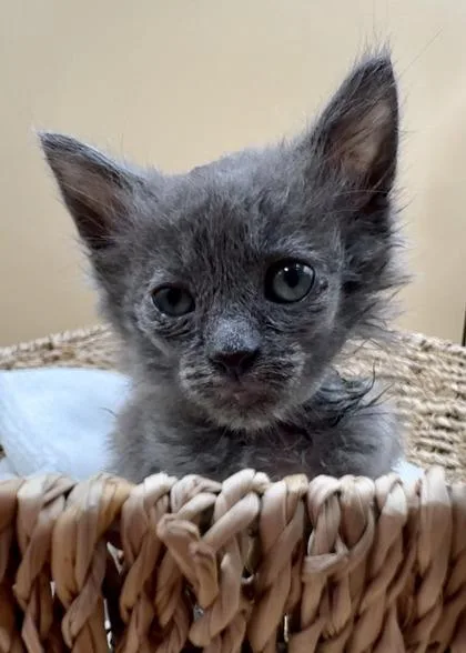 A baby small-sized female Domestic Short Hair cat named Pewter for adoption in Lawrenceville, GA