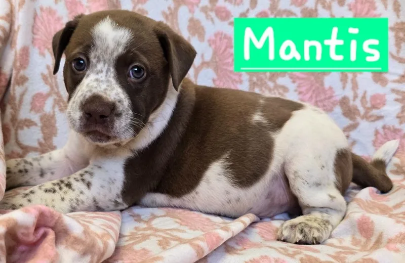 Mantis thumbnail 3