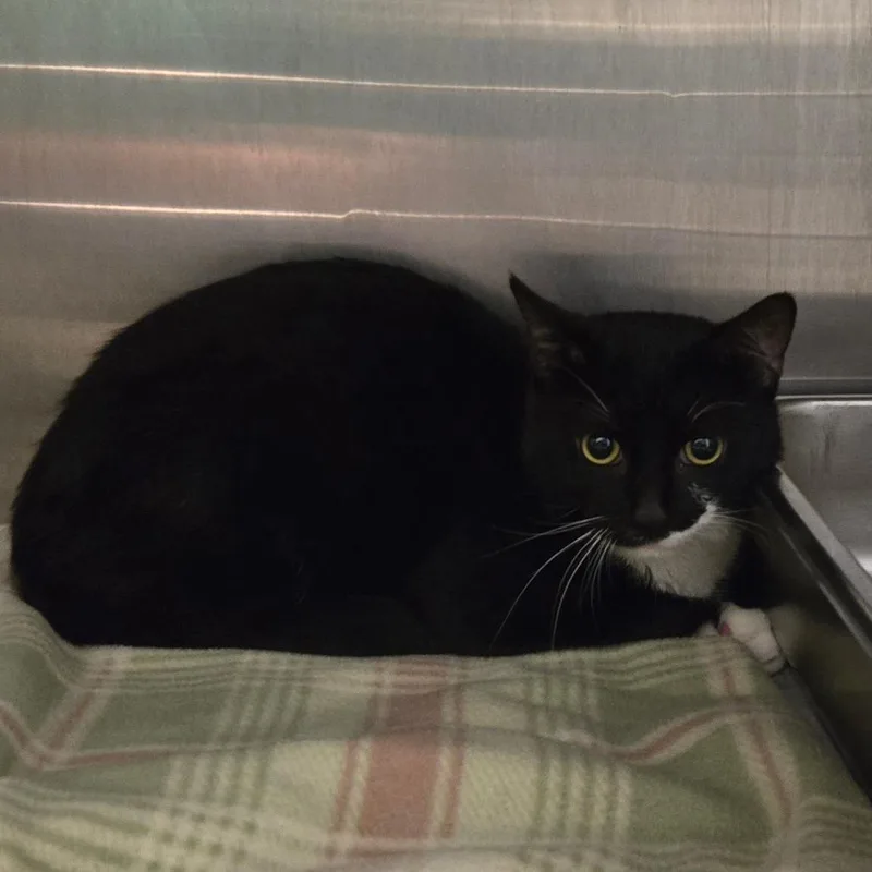 An adult medium-sized male Black Domestic Short Hair cat named Milo for adoption in Waukesha, WI