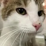 An adult large-sized male Tabby (Buff / Tan / Fawn) Domestic Short Hair cat named Buster for adoption in Hilliard, OH