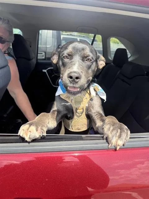 A young medium-sized female Terrier dog named Mattie for adoption in San Antonio, TX