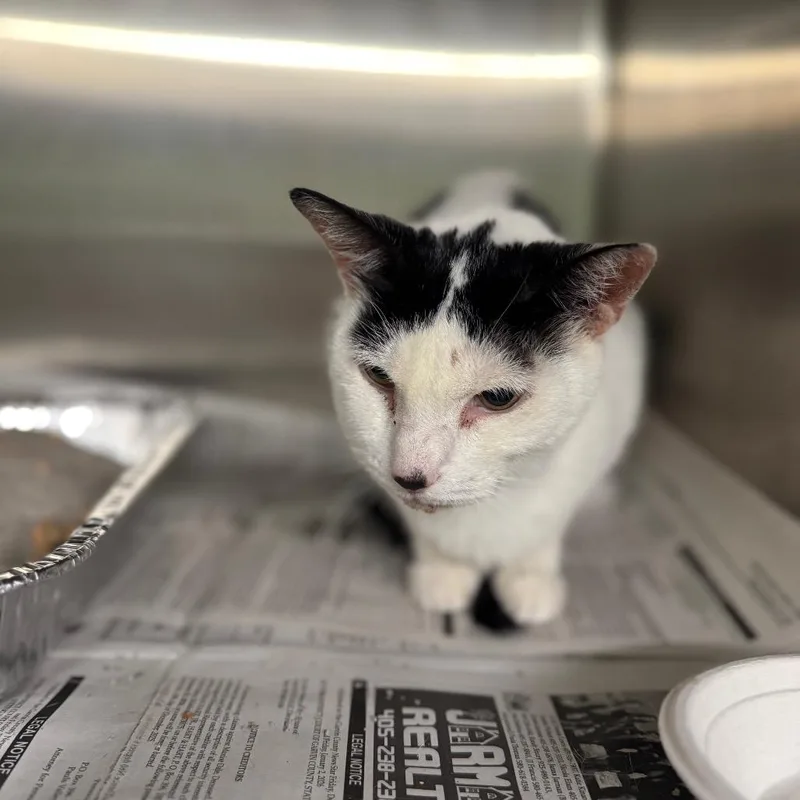 An adult medium-sized female Black Domestic Short Hair cat named Starlight for adoption in Pauls Valley, OK