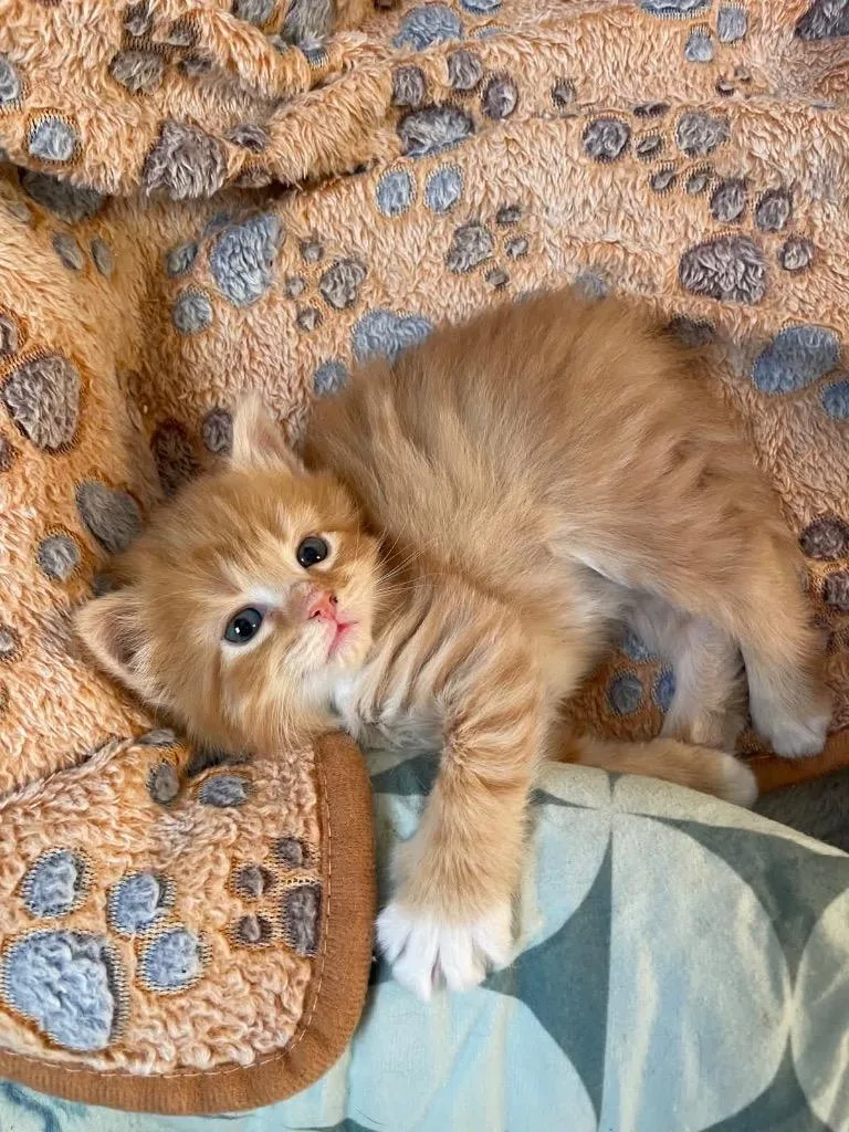A baby medium-sized female Domestic Medium Hair cat named Cheddar for adoption in Johnson City, TN