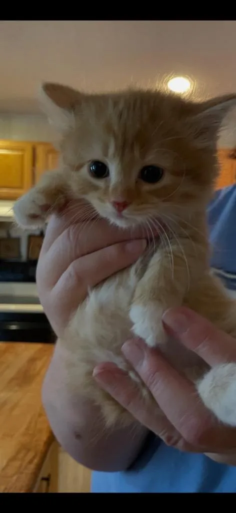 Cheddar thumbnail 2