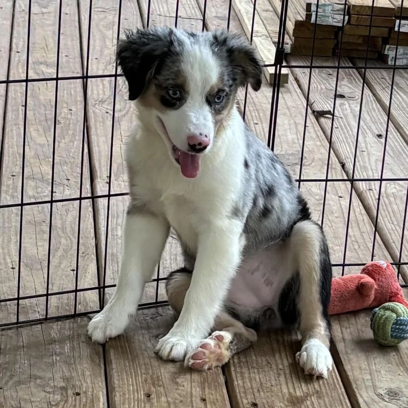 A baby medium-sized female Merle (Blue) Australian Shepherd dog named Marley A Stunning for adoption in Houston, TX