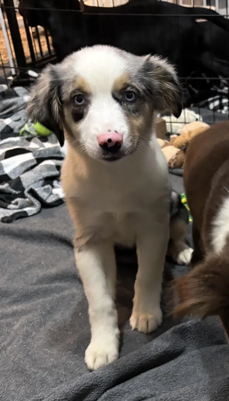 Marley  A Stunning thumbnail 3