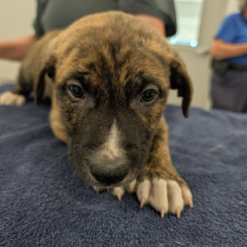 A baby small-sized male Brindle Labrador Retriever dog named Lugnut for adoption in Winston Salem, NC