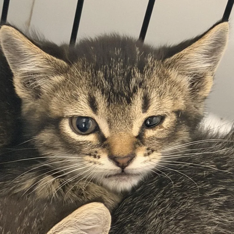 A baby small-sized male Brown / Chocolate Domestic Short Hair cat named Leg Press for adoption in Rifle, CO