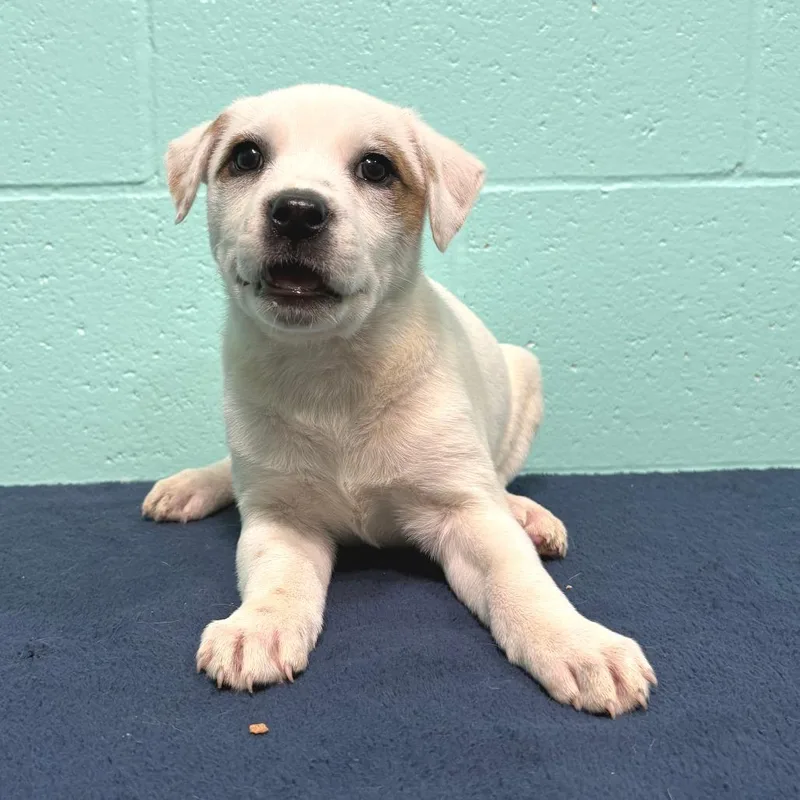 Ida Pearl thumbnail 2